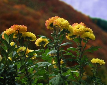 Herbst in Ediger-Eller 1